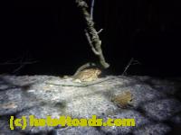 /home//u458753944/public_html/sourcegallery//Roxborough Toad Detour/2013/2013-04-18/P1120192.JPG